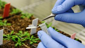 В России импортируют менее качественные семена